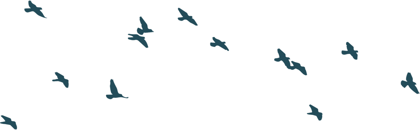 Birds flying